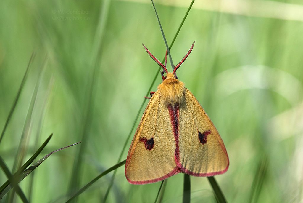 090629 - 1853 - Rotrandbaer